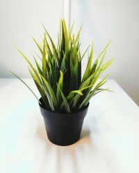 Spider Plant
